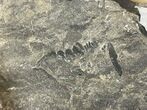 Lot: Assorted, Unprepared Trilobites From Morocco #186476-5